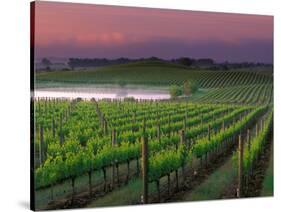 Sunrise in Distant Fog, Carnaros, Napa Valley, California, USA-Janis Miglavs-Stretched Canvas