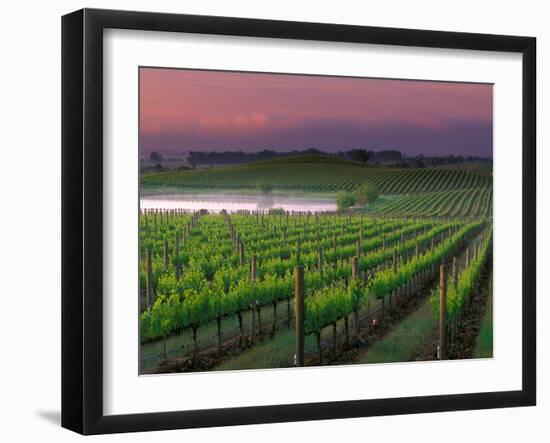 Sunrise in Distant Fog, Carnaros, Napa Valley, California, USA-Janis Miglavs-Framed Premium Photographic Print