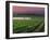 Sunrise in Distant Fog, Carnaros, Napa Valley, California, USA-Janis Miglavs-Framed Premium Photographic Print