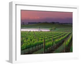 Sunrise in Distant Fog, Carnaros, Napa Valley, California, USA-Janis Miglavs-Framed Premium Photographic Print