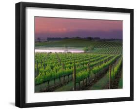 Sunrise in Distant Fog, Carnaros, Napa Valley, California, USA-Janis Miglavs-Framed Photographic Print