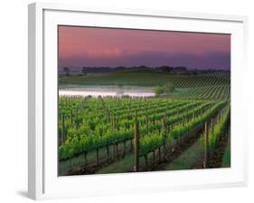 Sunrise in Distant Fog, Carnaros, Napa Valley, California, USA-Janis Miglavs-Framed Photographic Print