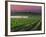 Sunrise in Distant Fog, Carnaros, Napa Valley, California, USA-Janis Miglavs-Framed Photographic Print