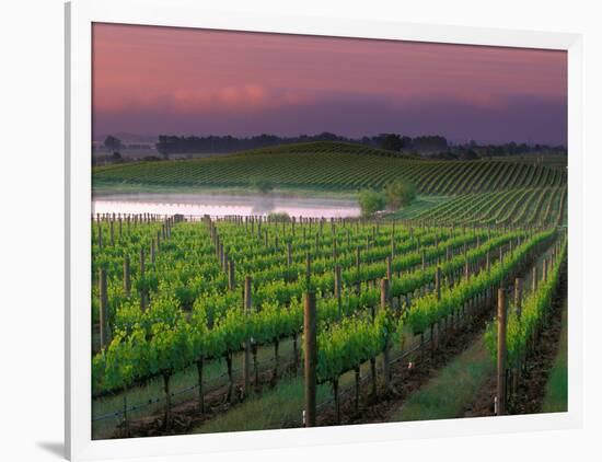 Sunrise in Distant Fog, Carnaros, Napa Valley, California, USA-Janis Miglavs-Framed Photographic Print