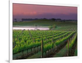 Sunrise in Distant Fog, Carnaros, Napa Valley, California, USA-Janis Miglavs-Framed Photographic Print