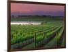 Sunrise in Distant Fog, Carnaros, Napa Valley, California, USA-Janis Miglavs-Framed Photographic Print