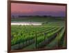 Sunrise in Distant Fog, Carnaros, Napa Valley, California, USA-Janis Miglavs-Framed Photographic Print