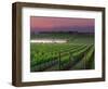 Sunrise in Distant Fog, Carnaros, Napa Valley, California, USA-Janis Miglavs-Framed Photographic Print