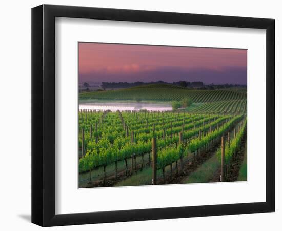 Sunrise in Distant Fog, Carnaros, Napa Valley, California, USA-Janis Miglavs-Framed Photographic Print