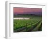 Sunrise in Distant Fog, Carnaros, Napa Valley, California, USA-Janis Miglavs-Framed Photographic Print