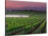 Sunrise in Distant Fog, Carnaros, Napa Valley, California, USA-Janis Miglavs-Stretched Canvas