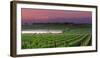 Sunrise in Distant Fog, Carnaros, Napa Valley, California, USA-Janis Miglavs-Framed Photographic Print