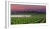 Sunrise in Distant Fog, Carnaros, Napa Valley, California, USA-Janis Miglavs-Framed Photographic Print