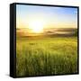 Sunrise in Green Rural Field-Liang Zhang-Framed Stretched Canvas