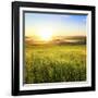 Sunrise in Green Rural Field-Liang Zhang-Framed Photographic Print