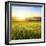 Sunrise in Green Rural Field-Liang Zhang-Framed Photographic Print