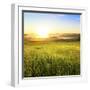 Sunrise in Green Rural Field-Liang Zhang-Framed Photographic Print