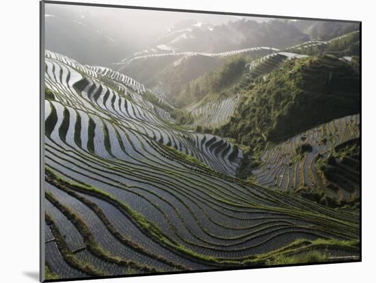 Sunrise in June, Longsheng Terraced Ricefields, Guangxi Province, China-Angelo Cavalli-Mounted Photographic Print