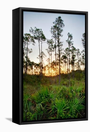 Sunrise in Long Pine Area of Everglades National Park-Terry Eggers-Framed Stretched Canvas