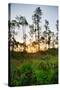 Sunrise in Long Pine Area of Everglades National Park-Terry Eggers-Stretched Canvas