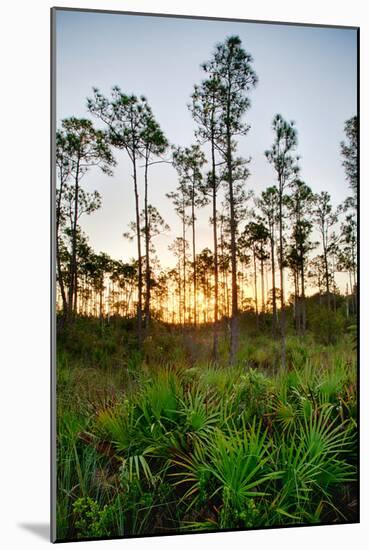 Sunrise in Long Pine Area of Everglades National Park-Terry Eggers-Mounted Photographic Print