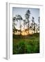 Sunrise in Long Pine Area of Everglades National Park-Terry Eggers-Framed Photographic Print