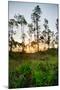 Sunrise in Long Pine Area of Everglades National Park-Terry Eggers-Mounted Photographic Print