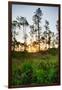 Sunrise in Long Pine Area of Everglades National Park-Terry Eggers-Framed Photographic Print