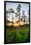 Sunrise in Long Pine Area of Everglades National Park-Terry Eggers-Framed Photographic Print