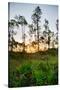 Sunrise in Long Pine Area of Everglades National Park-Terry Eggers-Stretched Canvas