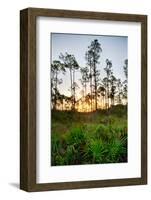 Sunrise in Long Pine Area of Everglades National Park-Terry Eggers-Framed Photographic Print