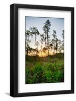 Sunrise in Long Pine Area of Everglades National Park-Terry Eggers-Framed Photographic Print