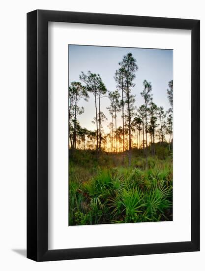 Sunrise in Long Pine Area of Everglades National Park-Terry Eggers-Framed Photographic Print