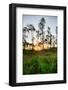Sunrise in Long Pine Area of Everglades National Park-Terry Eggers-Framed Photographic Print