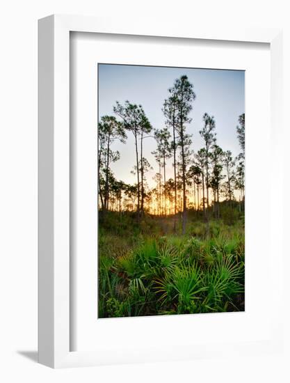 Sunrise in Long Pine Area of Everglades National Park-Terry Eggers-Framed Photographic Print