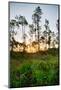Sunrise in Long Pine Area of Everglades National Park-Terry Eggers-Mounted Photographic Print