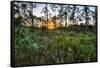 Sunrise in Mahogany Hammock-Terry Eggers-Framed Stretched Canvas