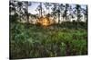 Sunrise in Mahogany Hammock-Terry Eggers-Stretched Canvas