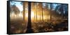 Sunrise in Misty Woods Near Wareham, Dorset, England, Uk-Galyaivanova-Framed Stretched Canvas