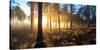 Sunrise in Misty Woods Near Wareham, Dorset, England, Uk-Galyaivanova-Stretched Canvas