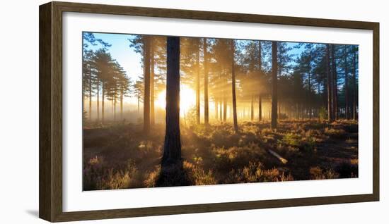 Sunrise in Misty Woods Near Wareham, Dorset, England, Uk-Galyaivanova-Framed Photographic Print