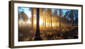 Sunrise in Misty Woods Near Wareham, Dorset, England, Uk-Galyaivanova-Framed Photographic Print