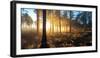 Sunrise in Misty Woods Near Wareham, Dorset, England, Uk-Galyaivanova-Framed Photographic Print