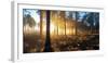 Sunrise in Misty Woods Near Wareham, Dorset, England, Uk-Galyaivanova-Framed Photographic Print