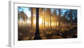 Sunrise in Misty Woods Near Wareham, Dorset, England, Uk-Galyaivanova-Framed Photographic Print