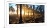 Sunrise in Misty Woods Near Wareham, Dorset, England, Uk-Galyaivanova-Framed Photographic Print