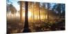 Sunrise in Misty Woods Near Wareham, Dorset, England, Uk-Galyaivanova-Mounted Photographic Print