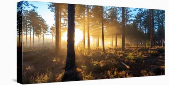 Sunrise in Misty Woods Near Wareham, Dorset, England, Uk-Galyaivanova-Stretched Canvas