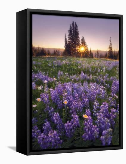 Sunrise in Mt. Rainier National Park During Wildflower Season-Miles Morgan-Framed Stretched Canvas