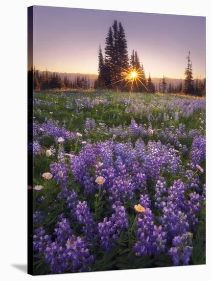 Sunrise in Mt. Rainier National Park During Wildflower Season-Miles Morgan-Stretched Canvas